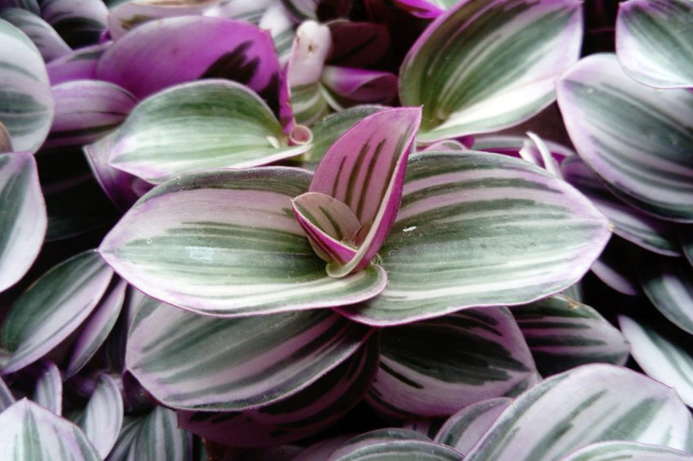 Rare Nanouk Pink Tradescantia - 4" Pot - Collector's Series Rare Nanouk Pink Tradescantia - 4" Pot - Collector's Series