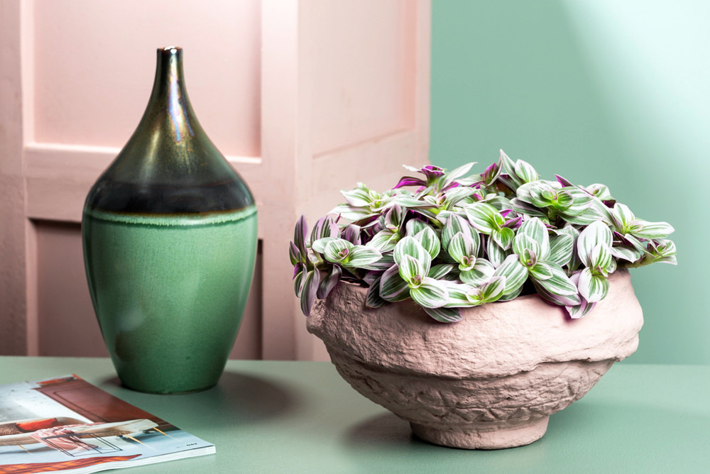 Rare Nanouk Pink Tradescantia - 4" Pot - Collector's Series