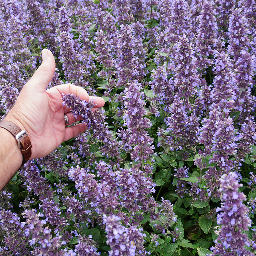 Whispurr™ Blue Catmint Perennial - Nepeta faassenii - Gallon Pot