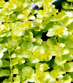 Goldie Lysimachia - Creeping Jenny - Moneywort - Quart Pot