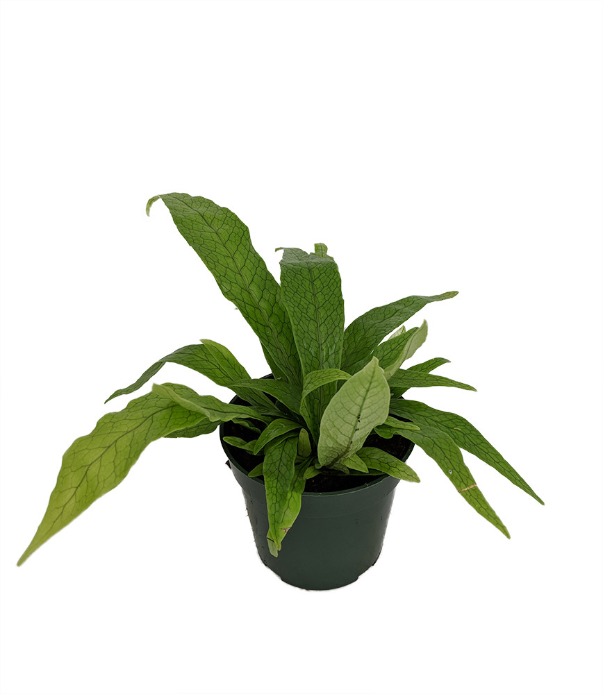 Rare Crocodile/Snakeskin Fern Plant - Great House Plant! 4" Pot