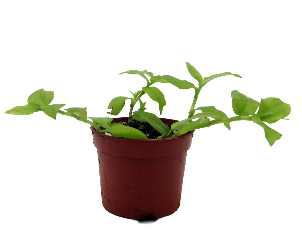 Gold Wing Tradescantia - 2.5" Pot