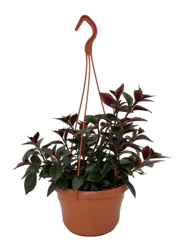 Goldfish Plant - Nematanthus X Hybrid - 6" Hanging Basket - Blooms Frequently