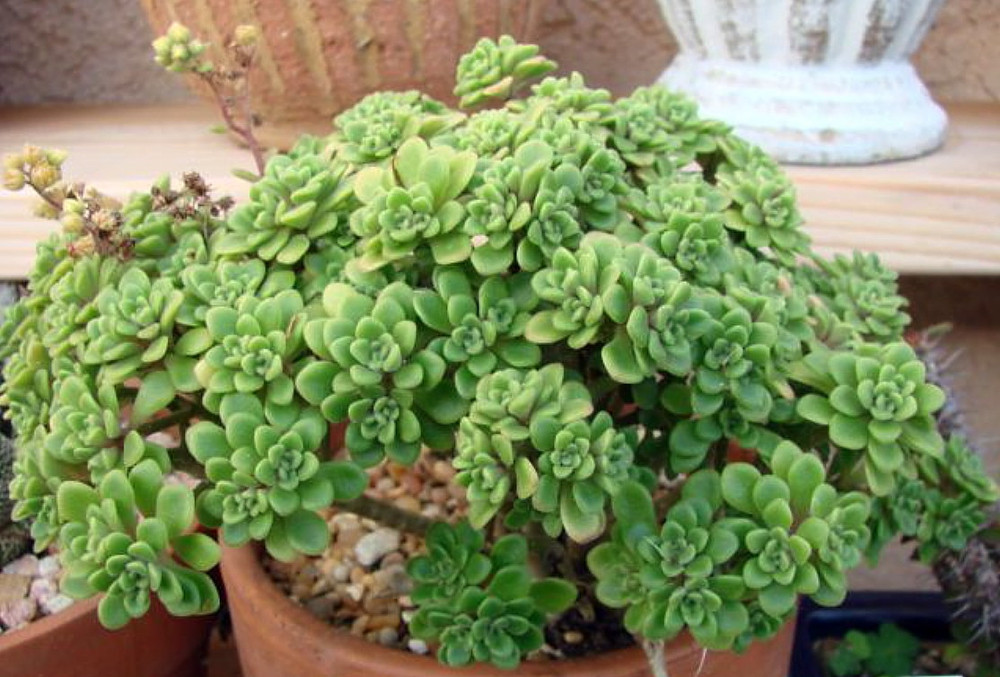 Irish Bouquet Succulent -Aeonium lindleyi var viscatum 'Irish Bouquet'- 3.7" Pot