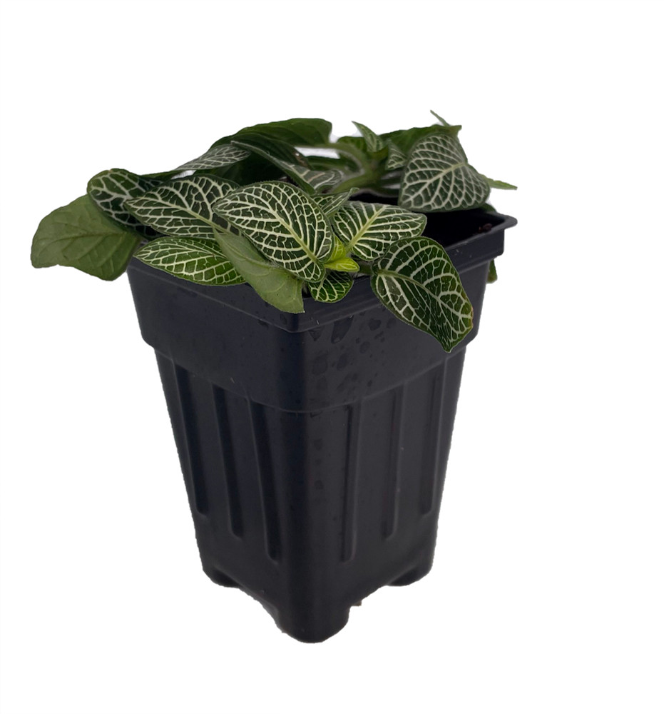 White Vein Nerve Plant - Fittonia - 2.5" Pot