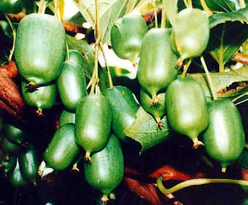 Issai Kiwi Vine 10 Seeds - Hardy - Self Fruitful - Easy