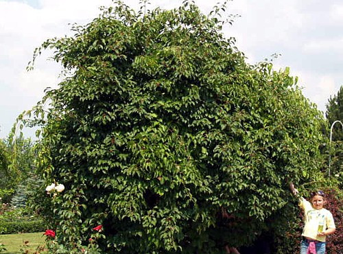 Issai Kiwi Vine 10 Seeds - Hardy - Self Fruitful - Easy