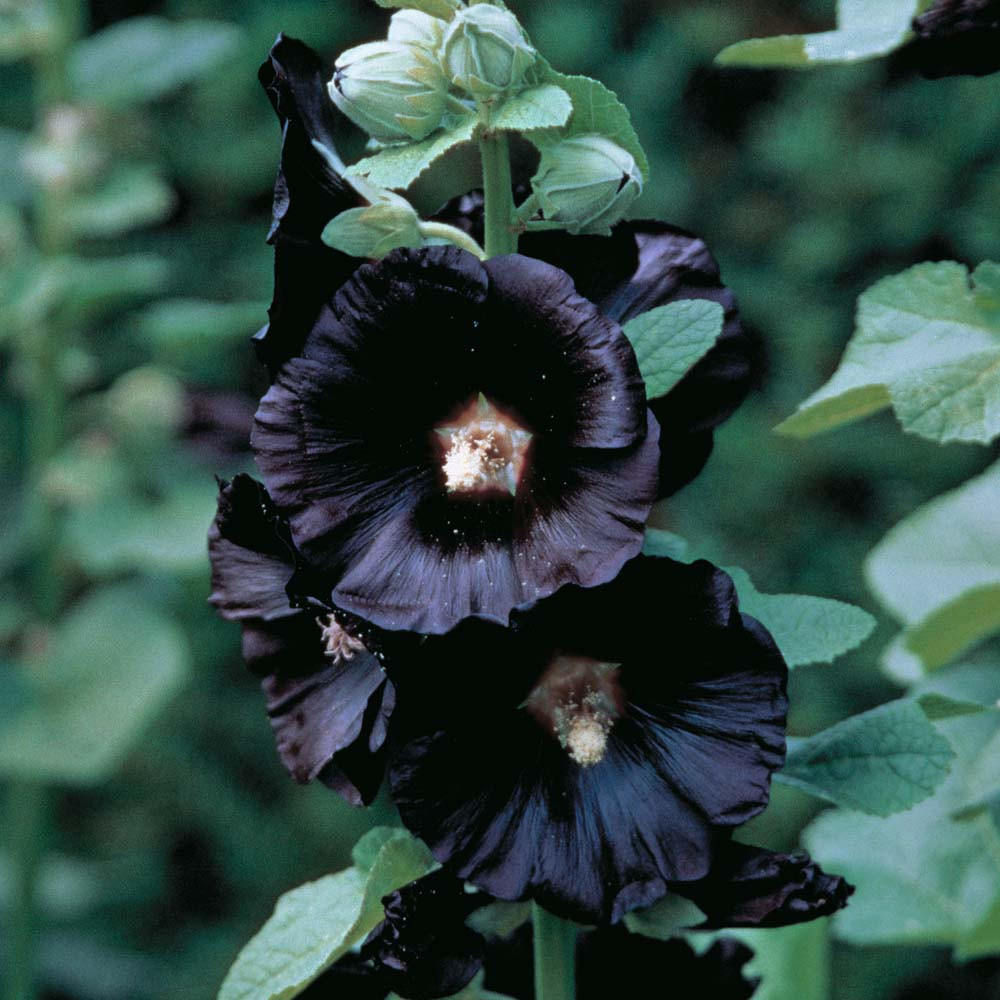 Black Nigra Hollyhock - 30 Seeds - Alcea Nigra - Hirt's Gardens