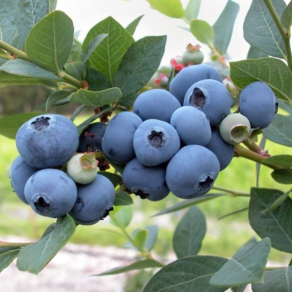 Patriot Blueberry Plant - Early Season - 4" Pot - No Shipping to Washington State or Oregon