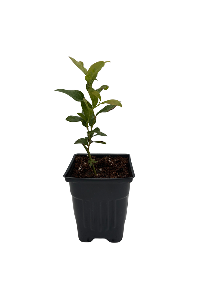 Patriot Blueberry Plant - Early Season - 4" Pot - No Shipping to Washington State or Oregon