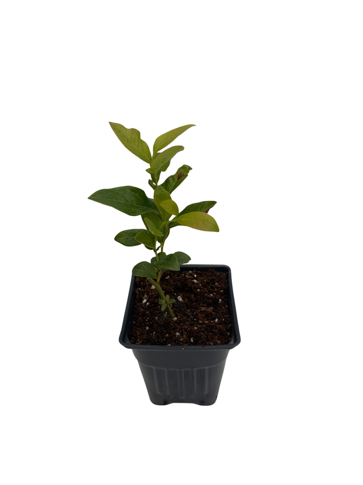 Patriot Blueberry Plant - Early Season - 4" Pot - No Shipping to Washington State or Oregon