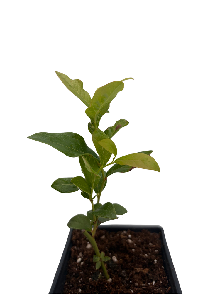 Patriot Blueberry Plant - Early Season - 4" Pot - No Shipping to Washington State or Oregon