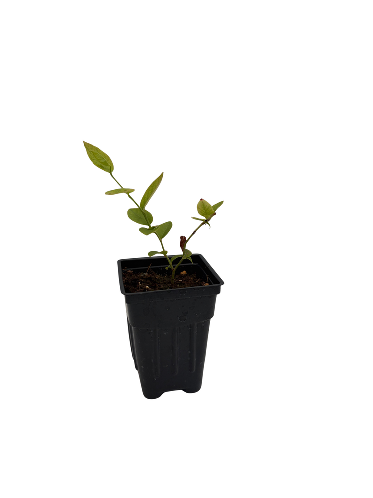 Northland Blueberry Plant - Very Hardy - 2.5" Pot - No Shipping to Washington State or Oregon