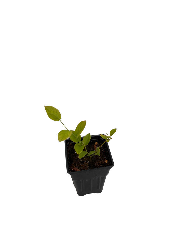 Northland Blueberry Plant - Very Hardy - 2.5" Pot - No Shipping to Washington State or Oregon