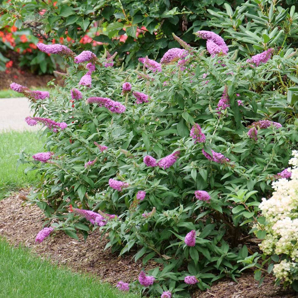 Pugster Pinker™ Butterfly Bush Buddleia 4" Pot Hirt's Gardens