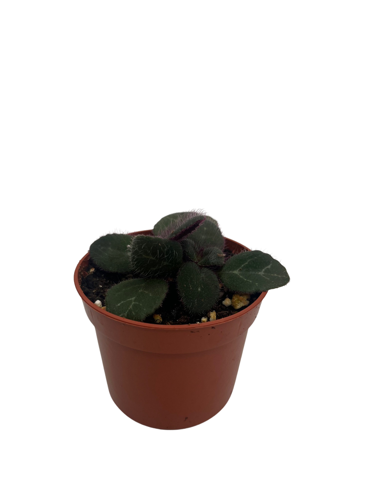 Frosted Jade Asian Violet - Primulina pseudoyungfuensis - 2.5" Pot - House Plant
