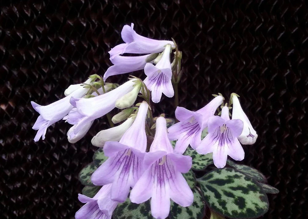 Frosted Jade Asian Violet - Primulina pseudoyungfuensis - 2.5" Pot - House Plant