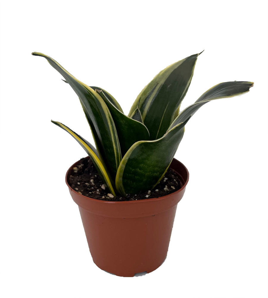 Glimmering Star Snake Plant - Sansevieria - Almost Impossible to Kill - 3.7" Pot