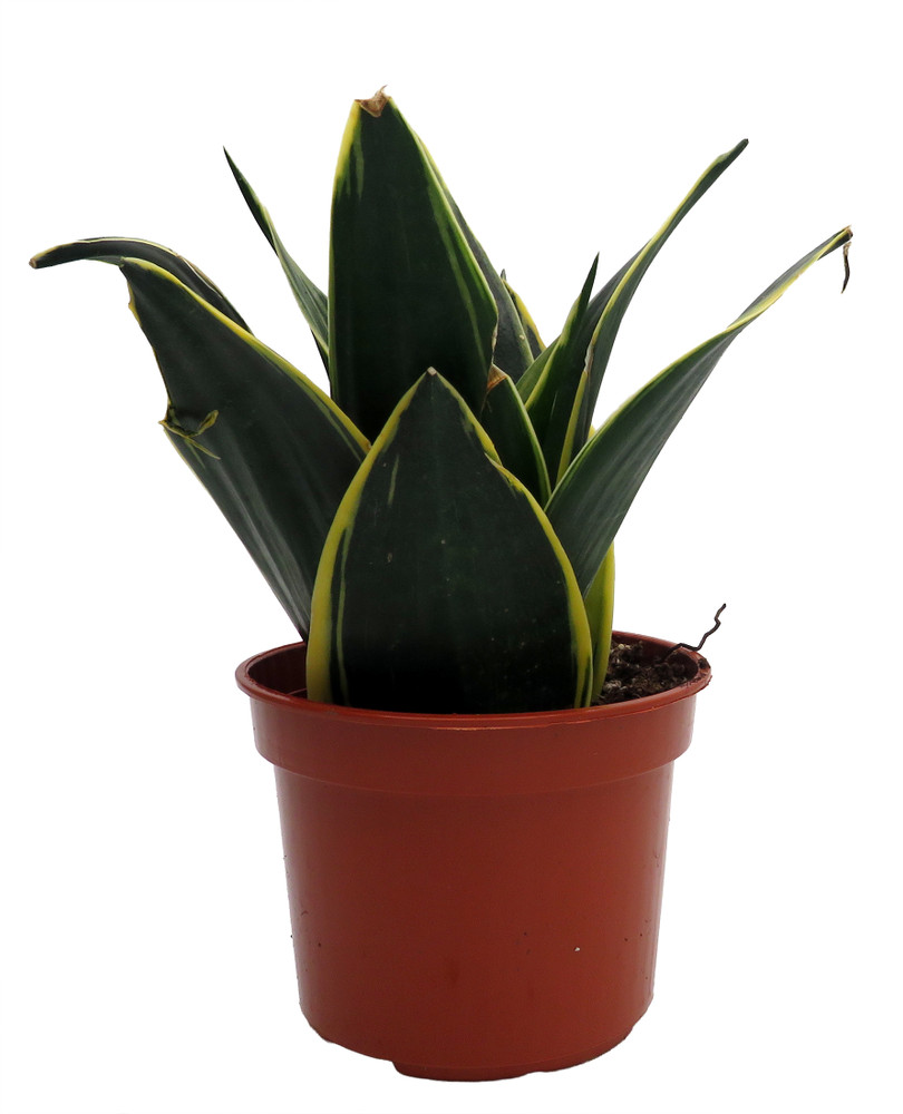 Glimmering Star Snake Plant - Sansevieria - Almost Impossible to Kill - 3.7" Pot
