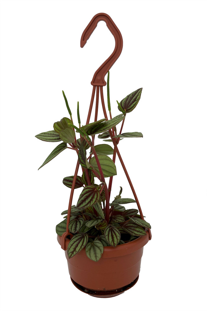 Peacock / Piccolo Banda Peperomia -Peperomia albovittata- 4" Mini Hanging Basket