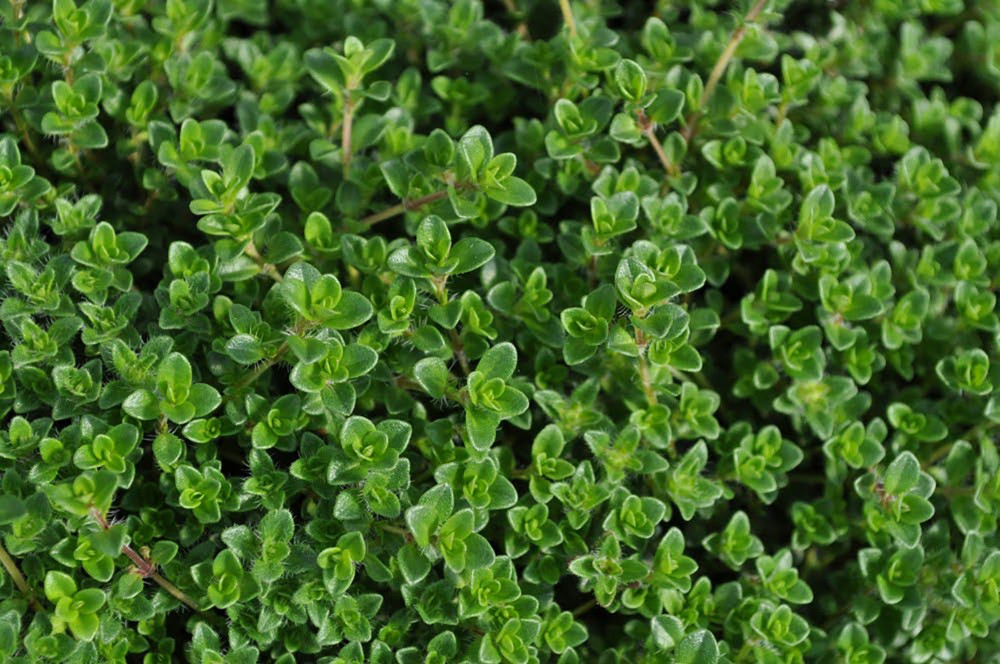 Magic Carpet Thyme Plant - Pretty Pink Flowers - Hardy - Live Plant -  3" Pot