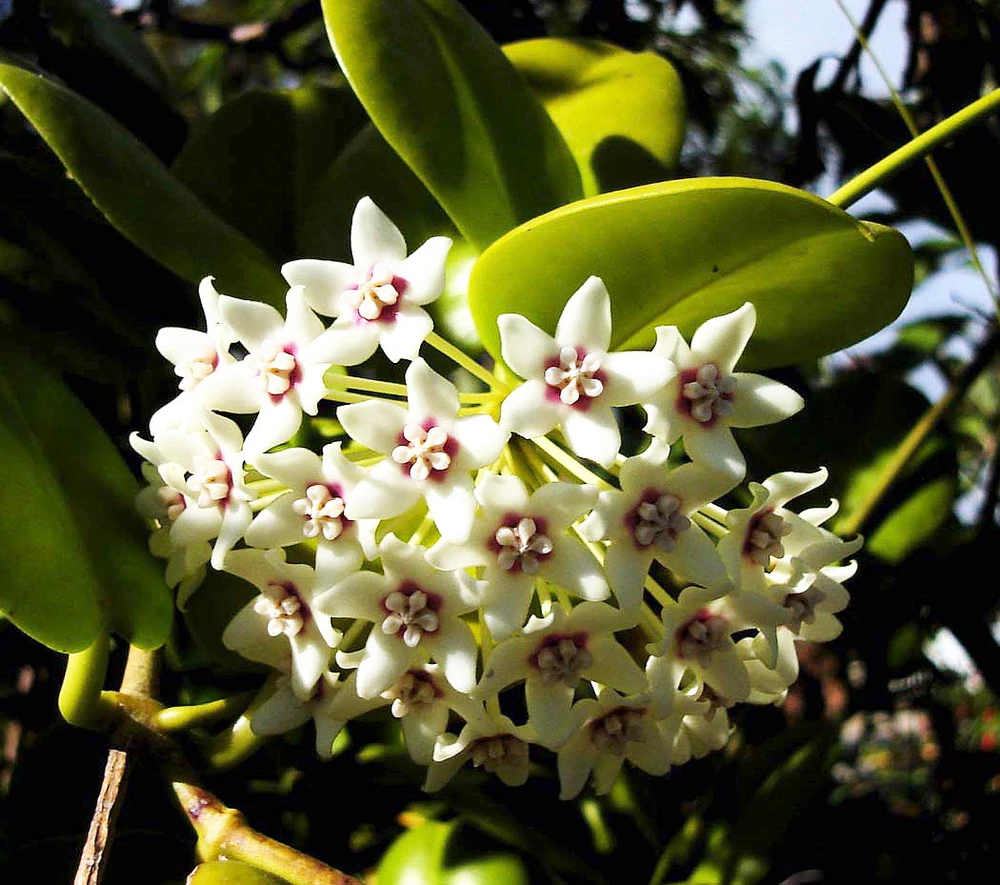 Lisa Australis Hoya - Exotic Yet Easy - 2" Pot