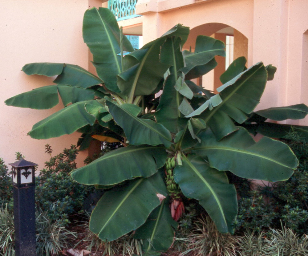Dwarf Cavendish Banana Plant - Musa - 2.5" Pot