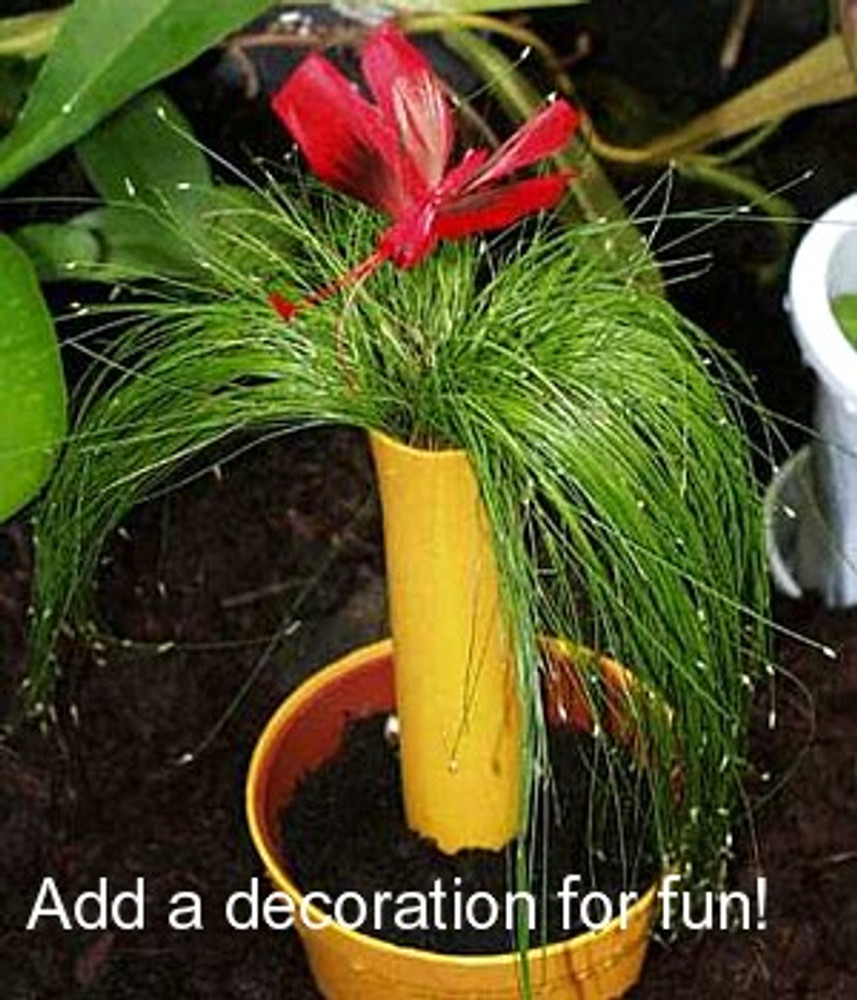 Fiber Optic Grass 50 Seeds NEW STRANGE Indoors Out Hirt S Gardens   Isolepis1  65156.1627933520 