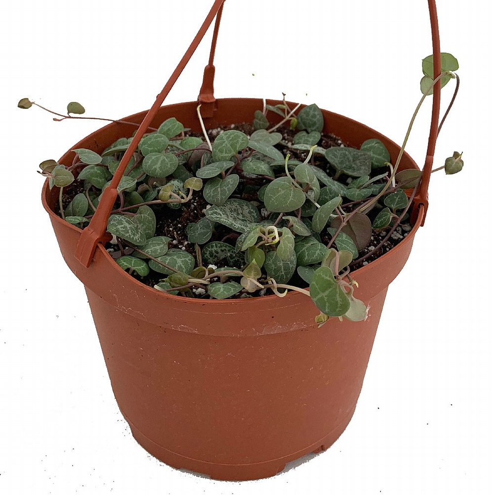 String of Hearts - 4" Mini Hanging Basket - Ceropegia woodii-Collector's Series