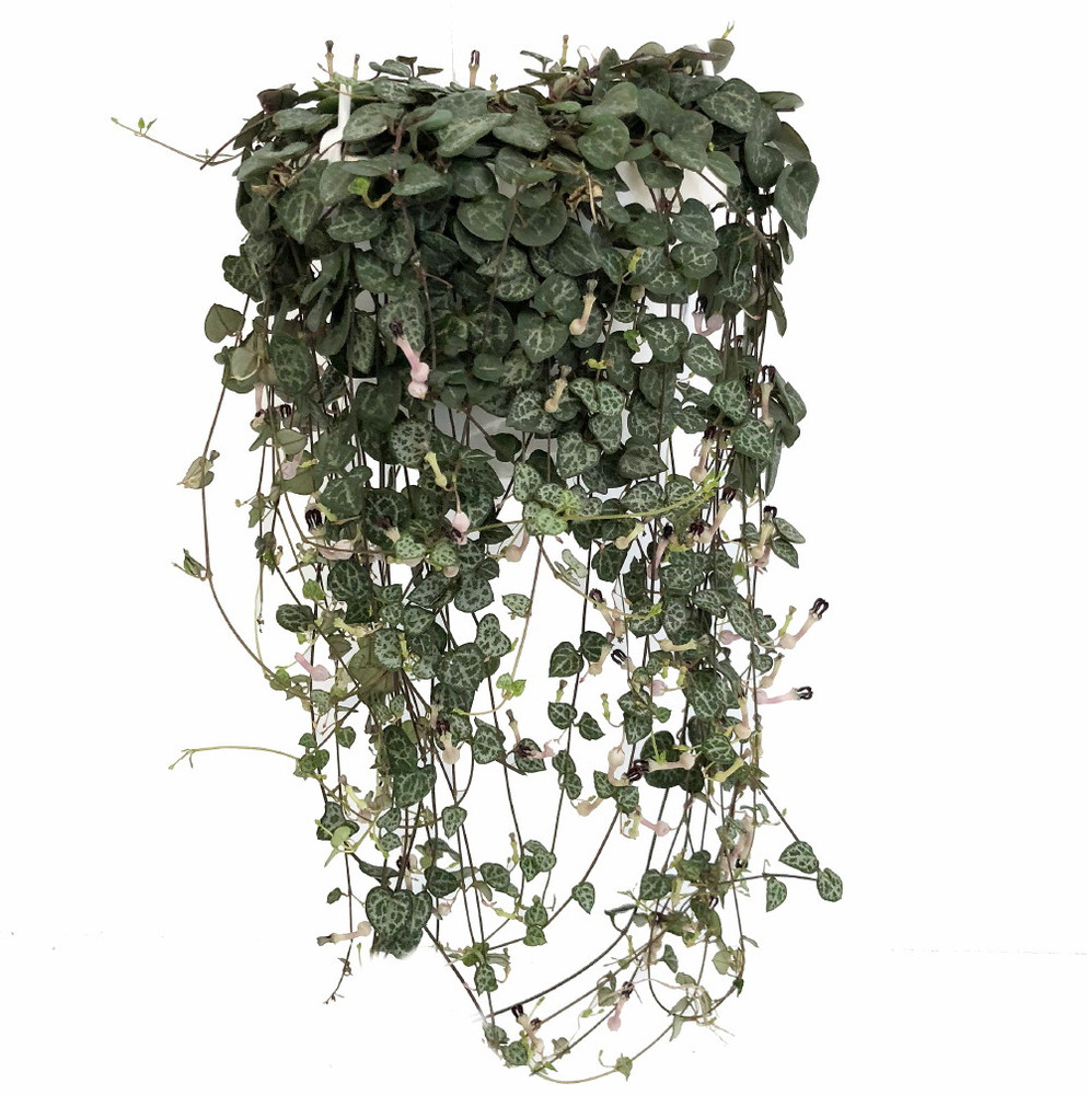 String of Hearts - 4" Mini Hanging Basket - Ceropegia woodii-Collector's Series