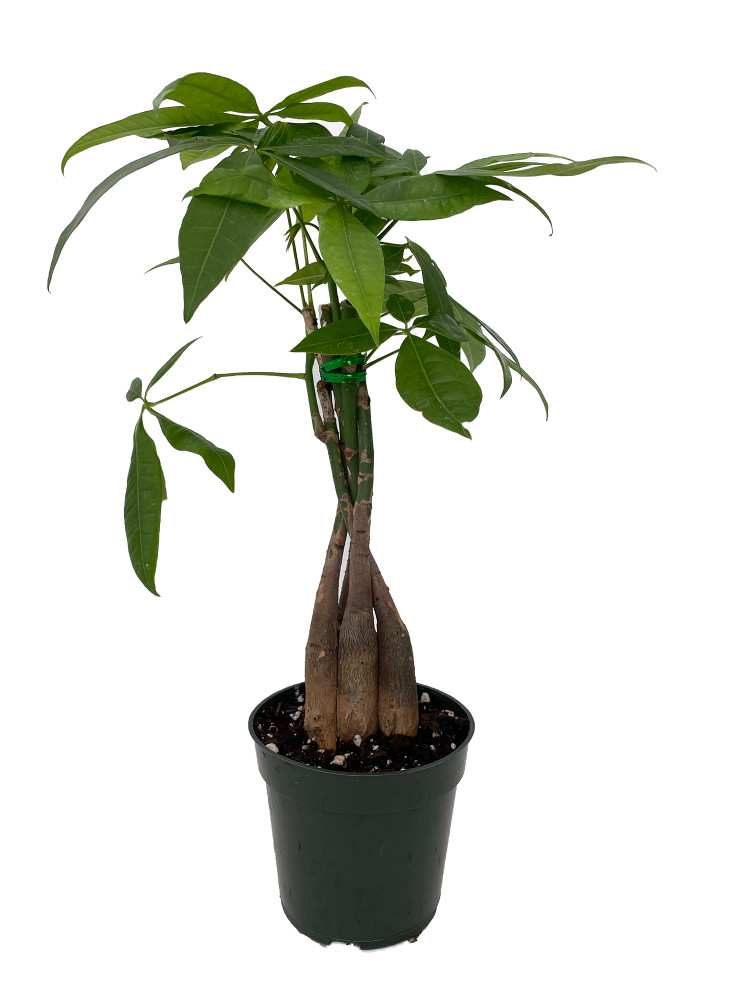 Twisted Money Tree - Pachira - 4" Pot - Easy House Plant - Trending