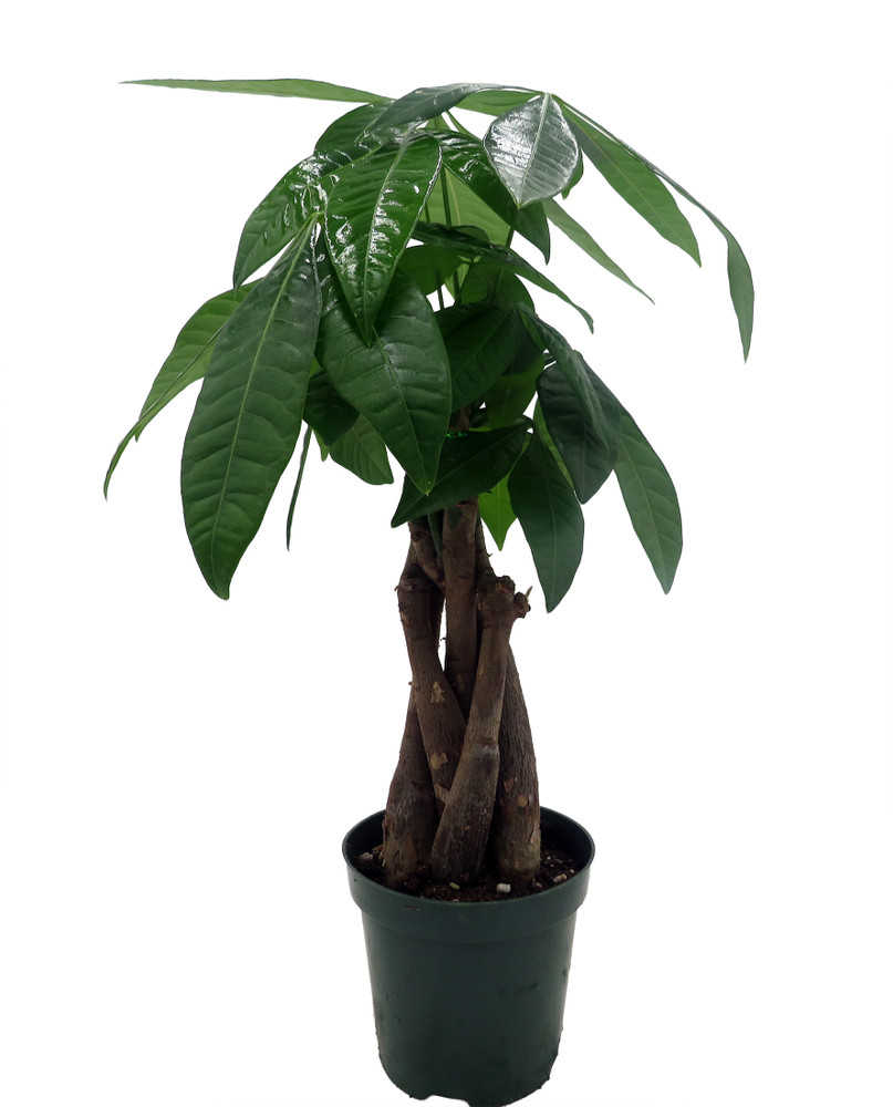 Twisted Money Tree - Pachira - 4" Pot - Easy House Plant - Trending
