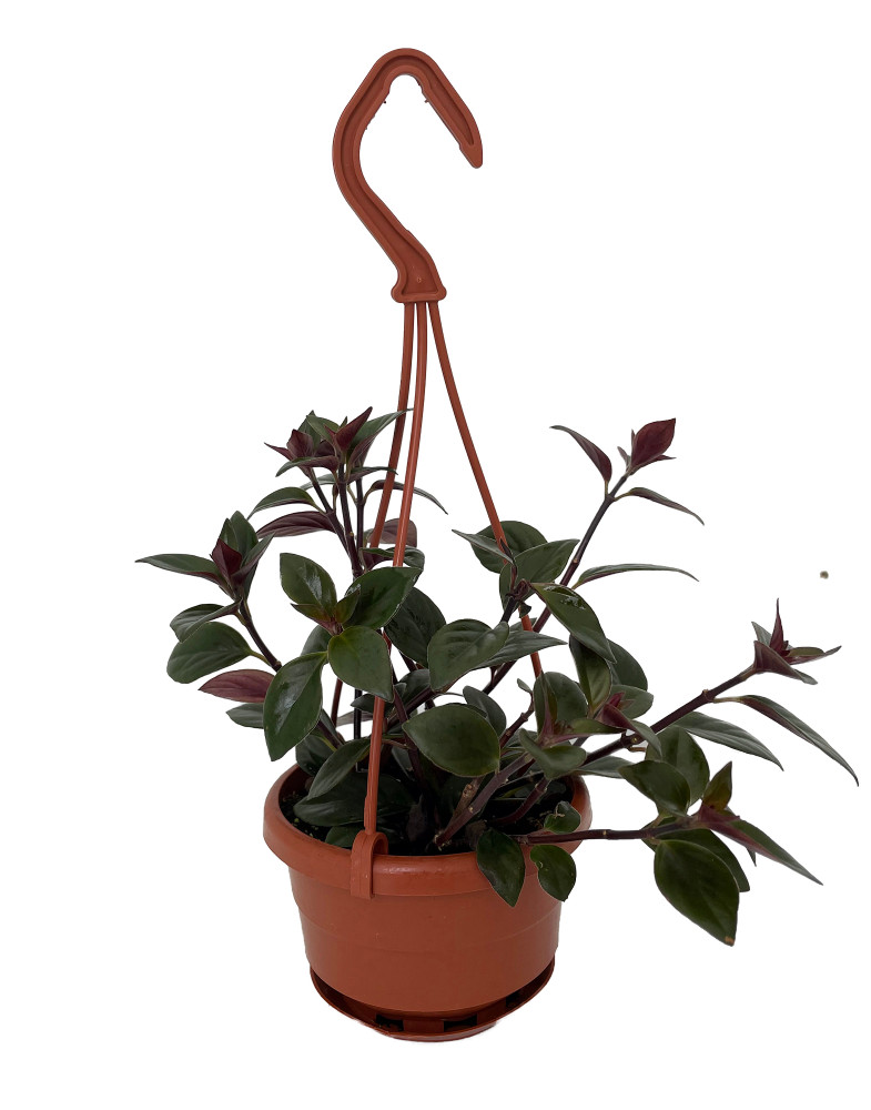 Goldfish Plant - Nematanthus X Hybrid - 4" Mini Hanging Basket