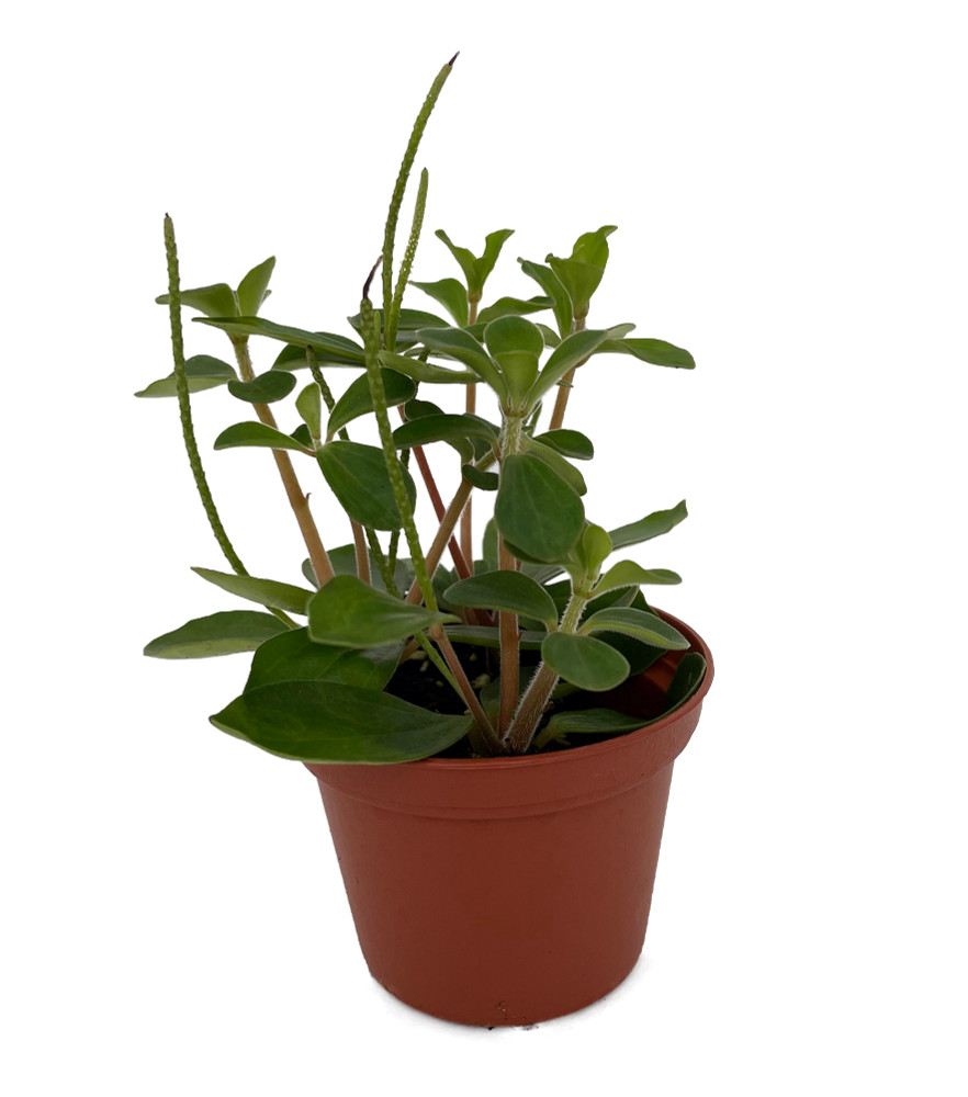 Belly Button Peperomia Plant - Peperomia verticillata - 2.5" Pot