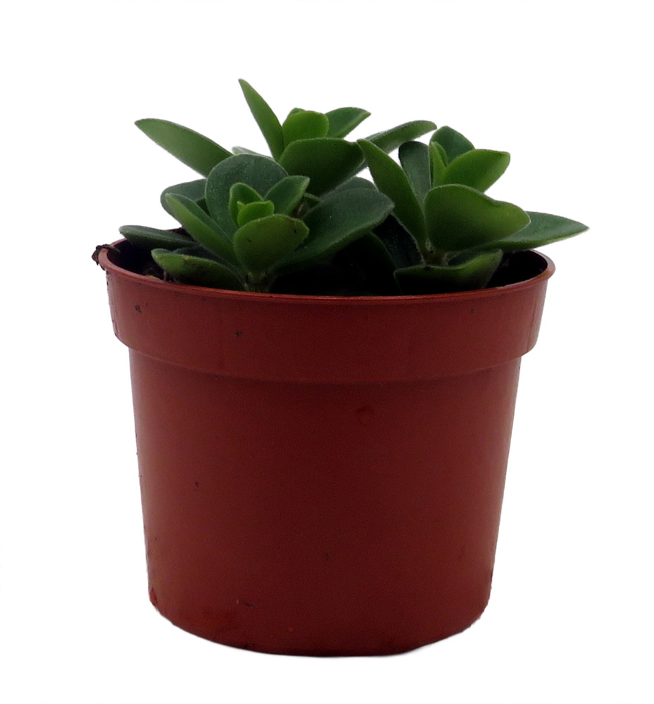 Belly Button Peperomia Plant - Peperomia verticillata - 2.5" Pot