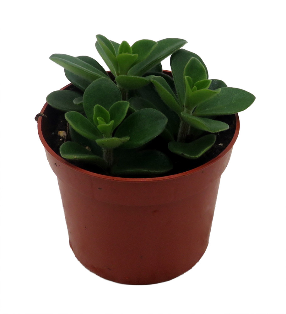 Belly Button Peperomia Plant - Peperomia verticillata - 2.5" Pot