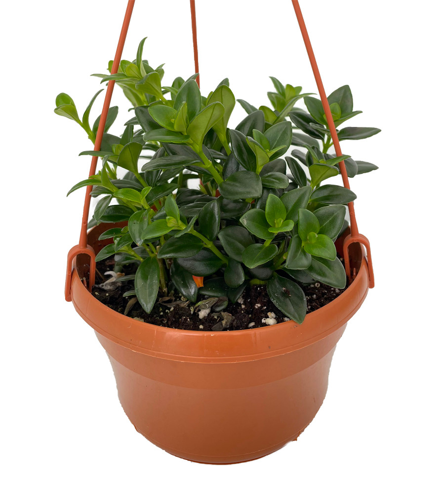 Green Cheerio Goldfish Plant - Nematanthus gregarius - 6" Hanging Basket