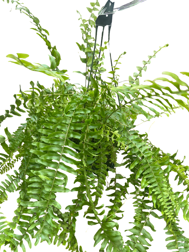Boston Fern - Nephrolepis exaltata - 6" Hanging Basket