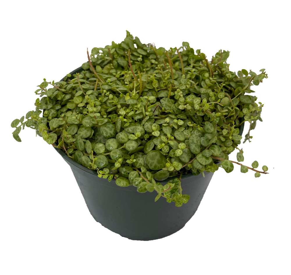 String of Turtles - Peperomia prostrata - 6" Pot