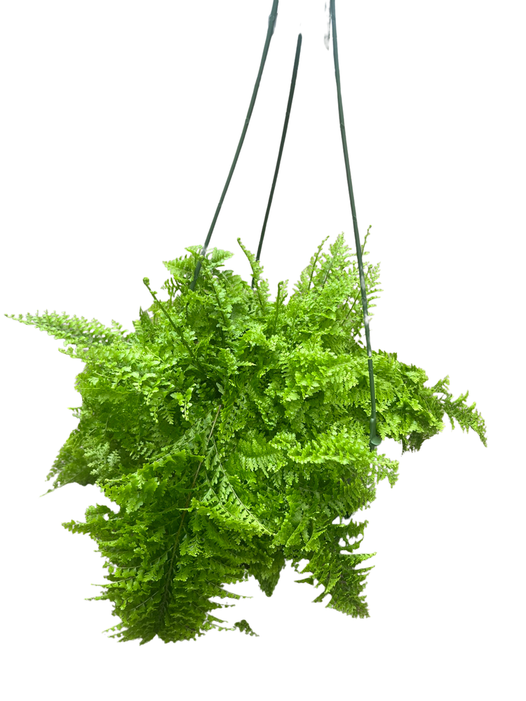Rare Cotton Candy Fern - Nephrolepis exaltata 'Smithii' - 6" Hanging Basket
