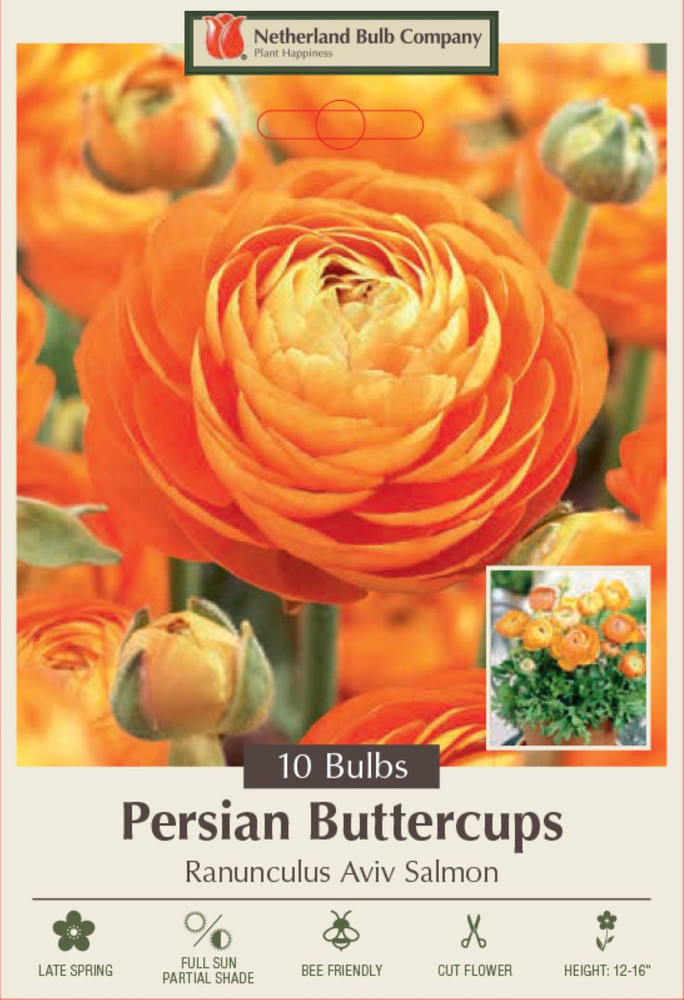 Salmon Persian Buttercup 10 Bulbs - Ranunculus - 6/7 cm - Hardy