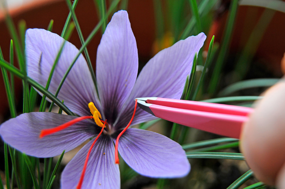 Saffron Crocus 100 Bulbs + Saffron Bulb Food - Crocus Sativus