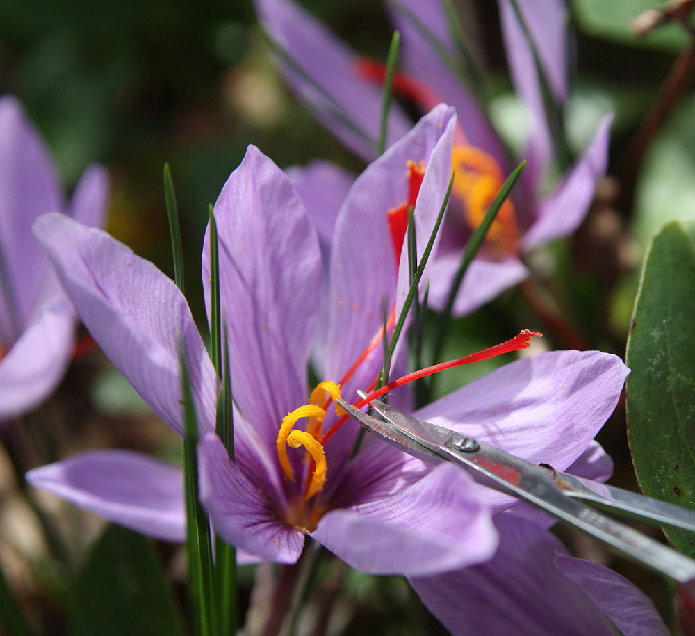 Saffron Crocus 100 Bulbs + Saffron Bulb Food - Crocus Sativus
