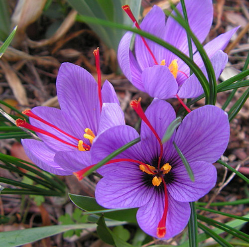 Saffron Crocus 100 Bulbs + Saffron Bulb Food - Crocus Sativus