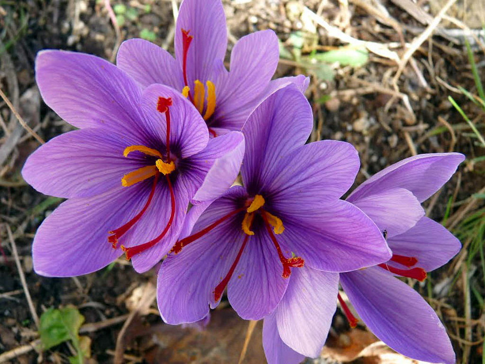 Saffron Crocus 50 Bulbs + Saffron Bulb Food - Crocus Sativus