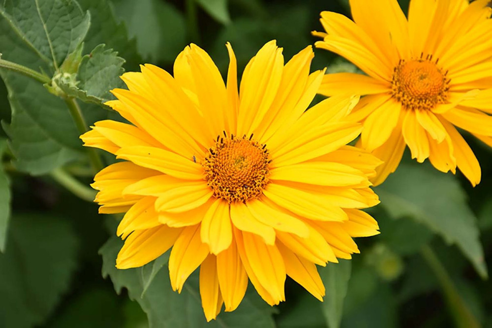 Venus Heliopsis Perennial - Golden Yellow Blooms - Gallon Pot