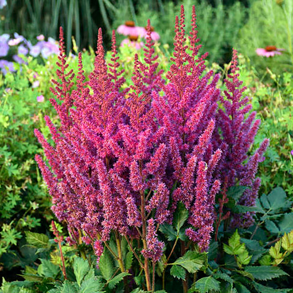Visions Astilbe - Shade Perennial - Live Plant - Gallon Pot