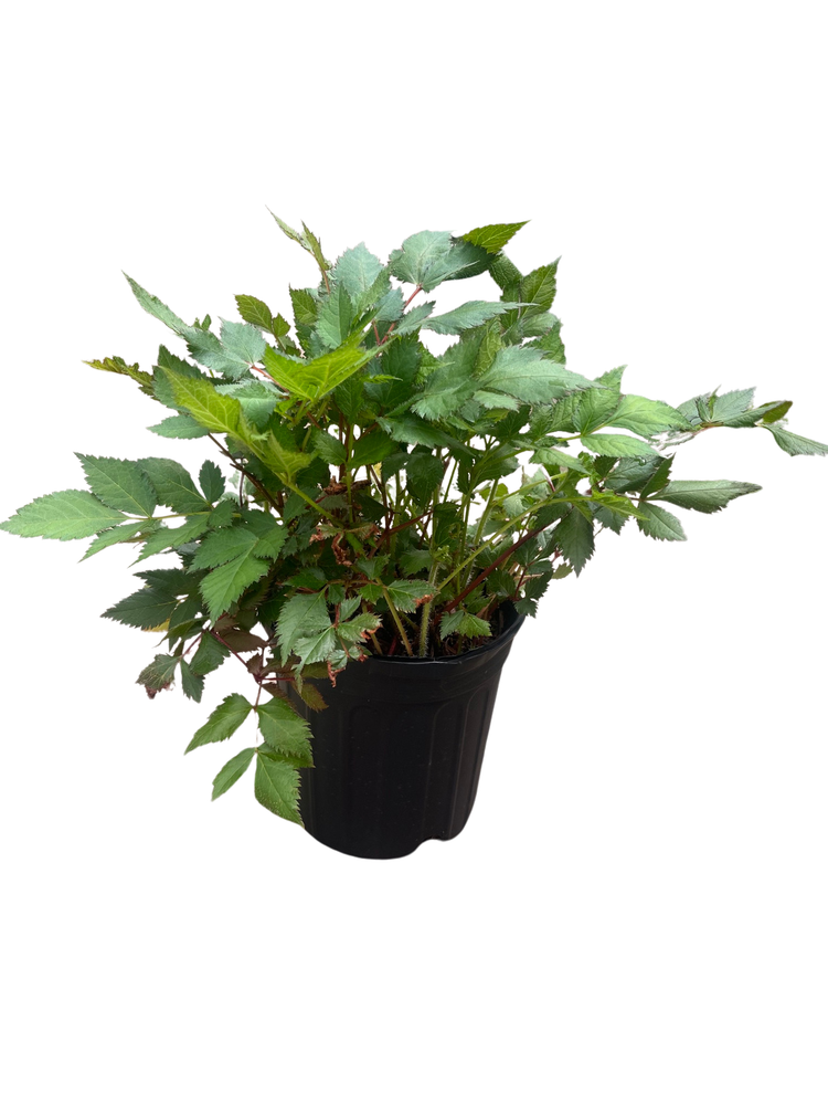 Visions Astilbe - Shade Perennial - Live Plant - Gallon Pot