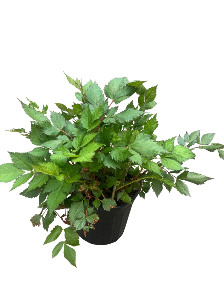 Visions Astilbe - Shade Perennial - Live Plant - Gallon Pot