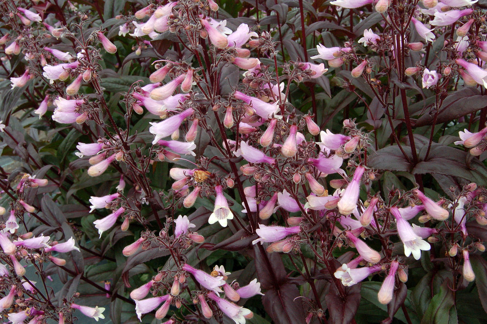 Dark Towers Penstemon Perennial - Gallon Pot